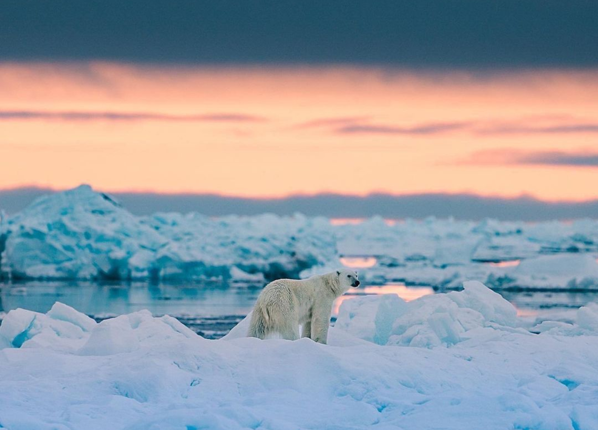 Un oso polar adulto, está confundido. No sabe por donde caminar, a causa del deshielo.